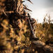 Brushline Pro 4-16x42 BDC